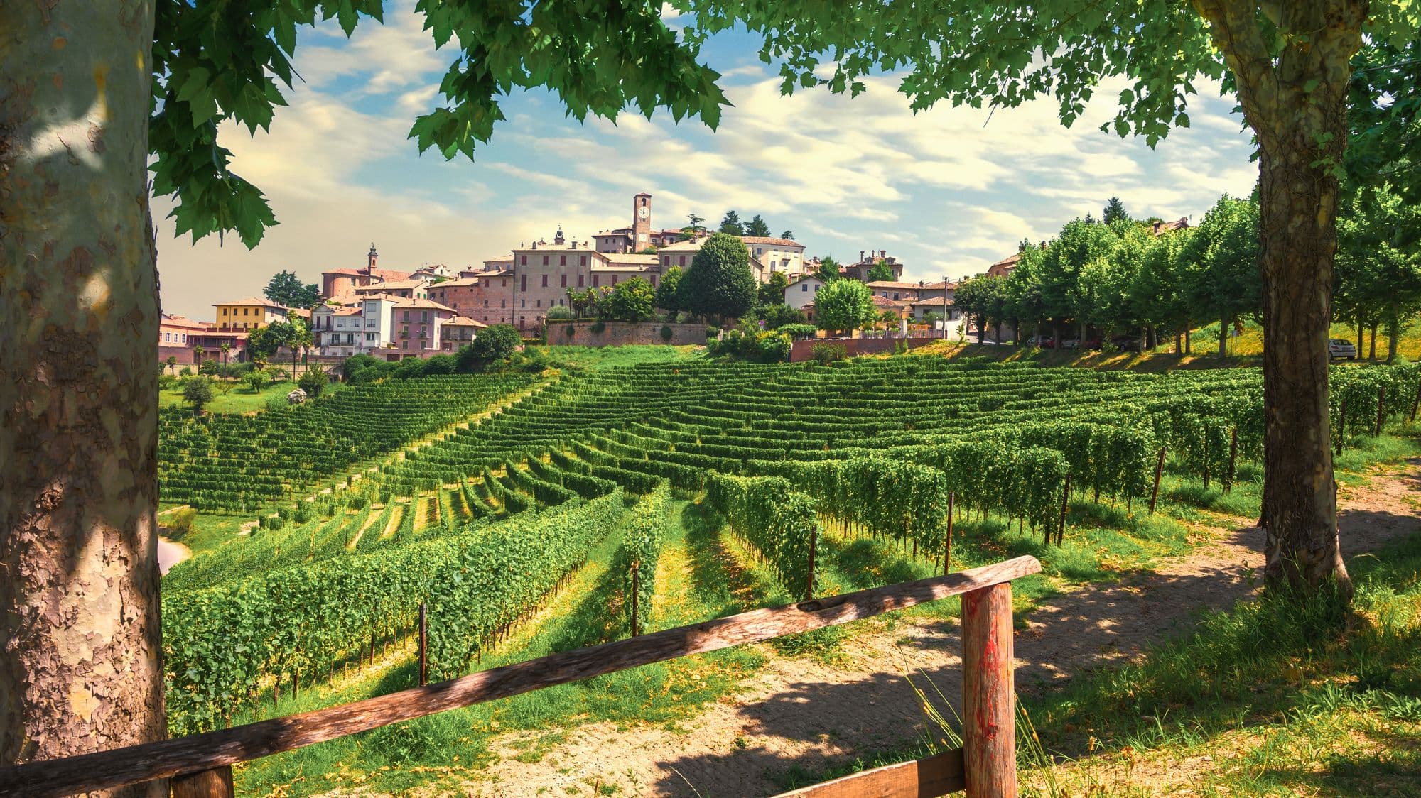 Piedmont Wine Day Trip: Asti & Alba by Train from Turin